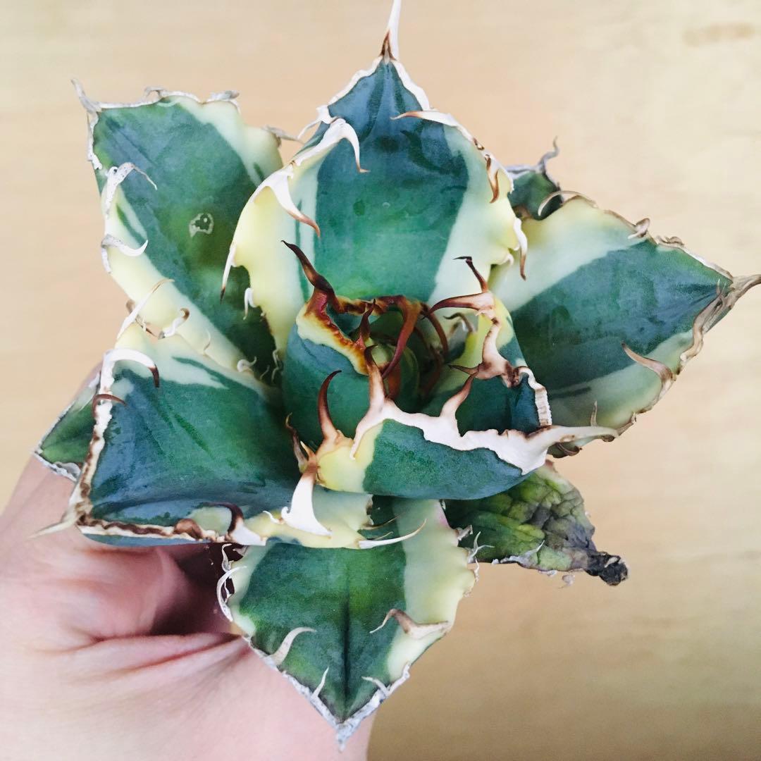 3 白鯨錦 クリーム覆輪斑 丸厚短葉ボールタイプ 強棘 TC株 アガベ チタノタ