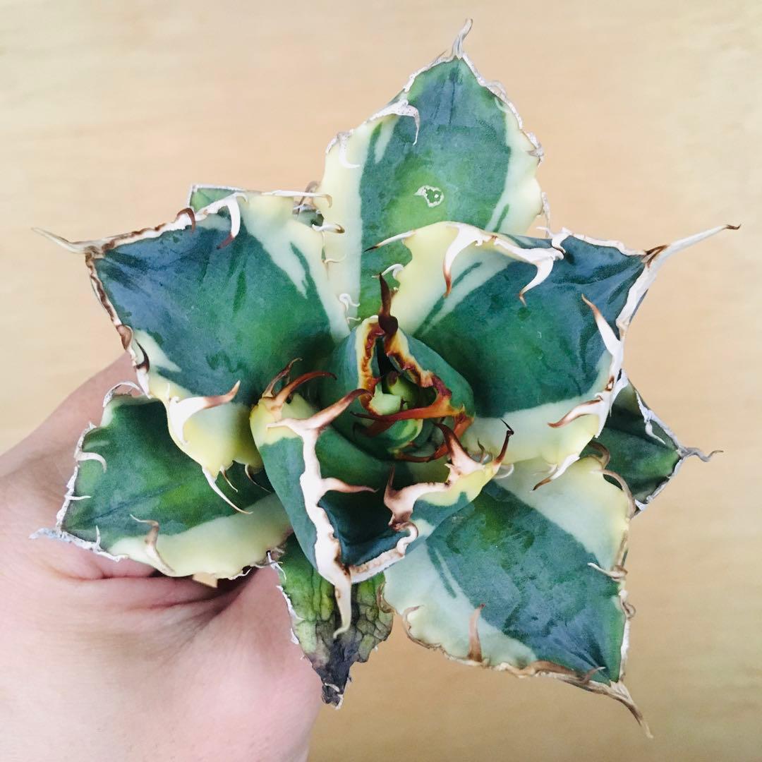 3 白鯨錦 クリーム覆輪斑 丸厚短葉ボールタイプ 強棘 TC株 アガベ チタノタ