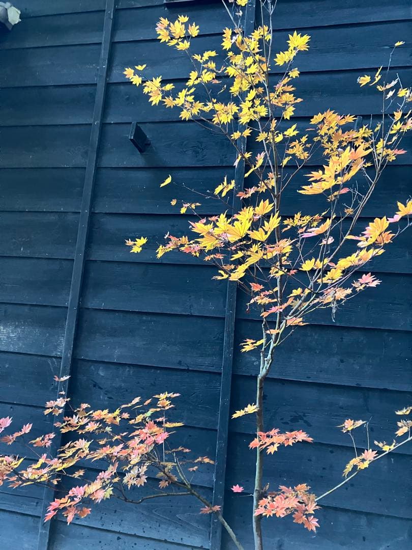 5 コハウチワカエデ