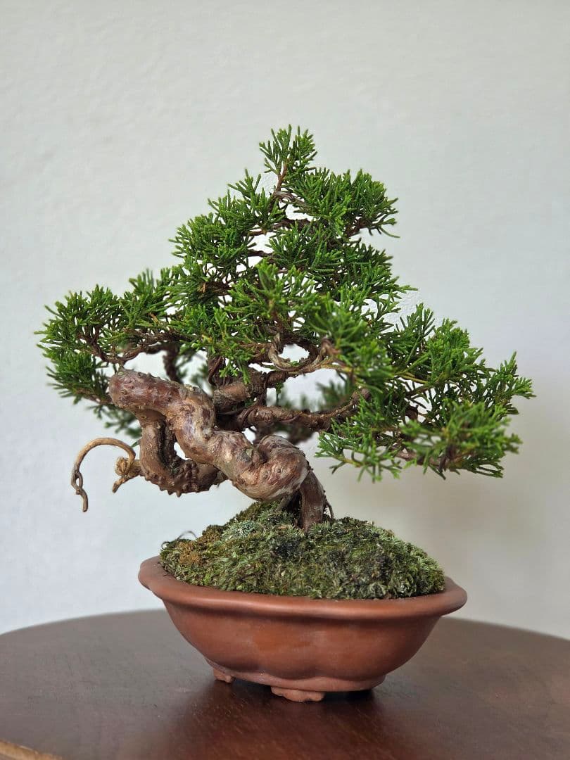 盆栽　真柏　盆栽鉢