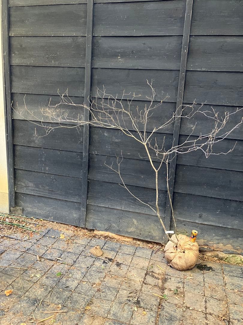 Poppopo　71 山採り　ミツバツツジ