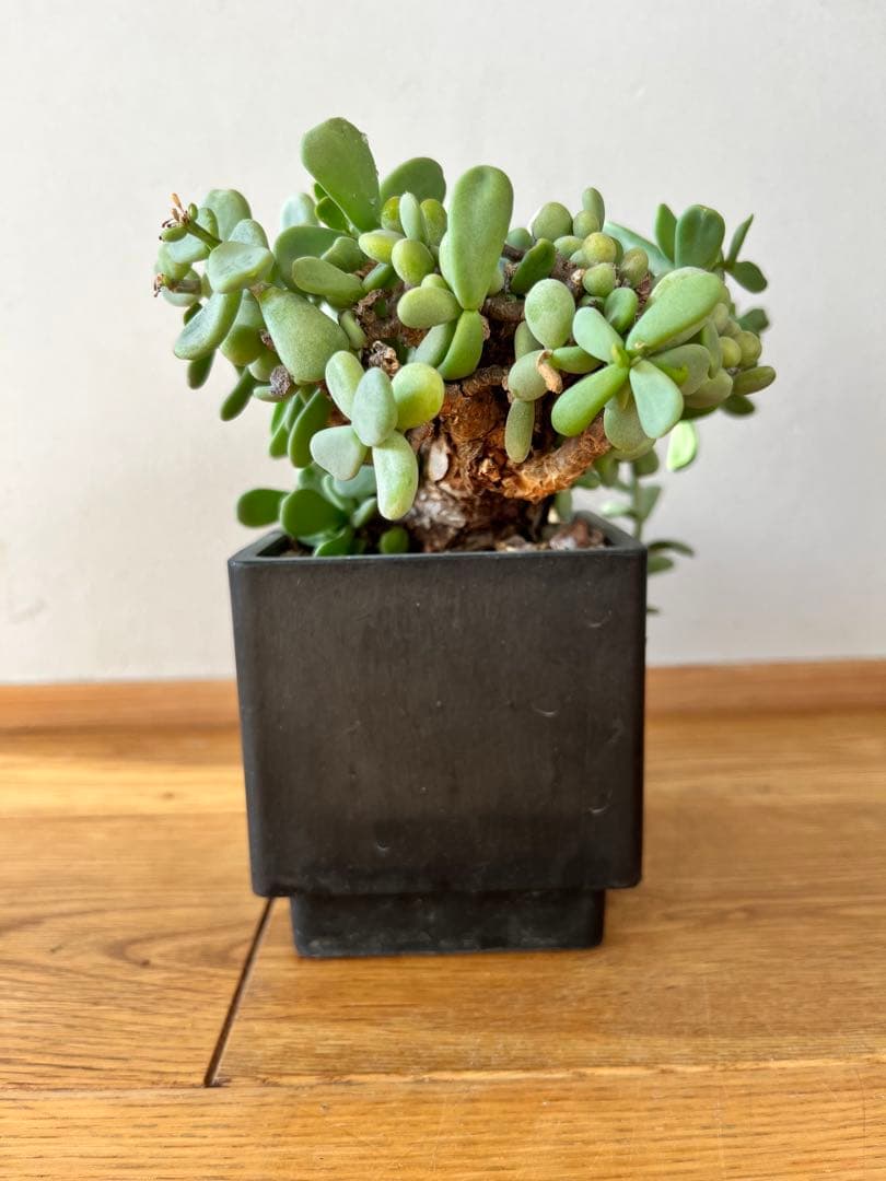 ケラリア　ピグマエア