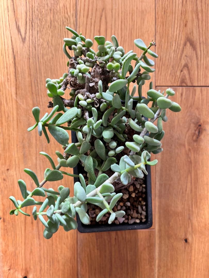 ケラリア　ピグマエア