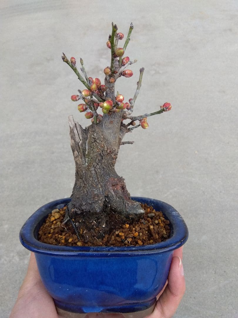 野梅　盆栽　4号陶器鉢つき　コンパクト造り込み個体❗　い