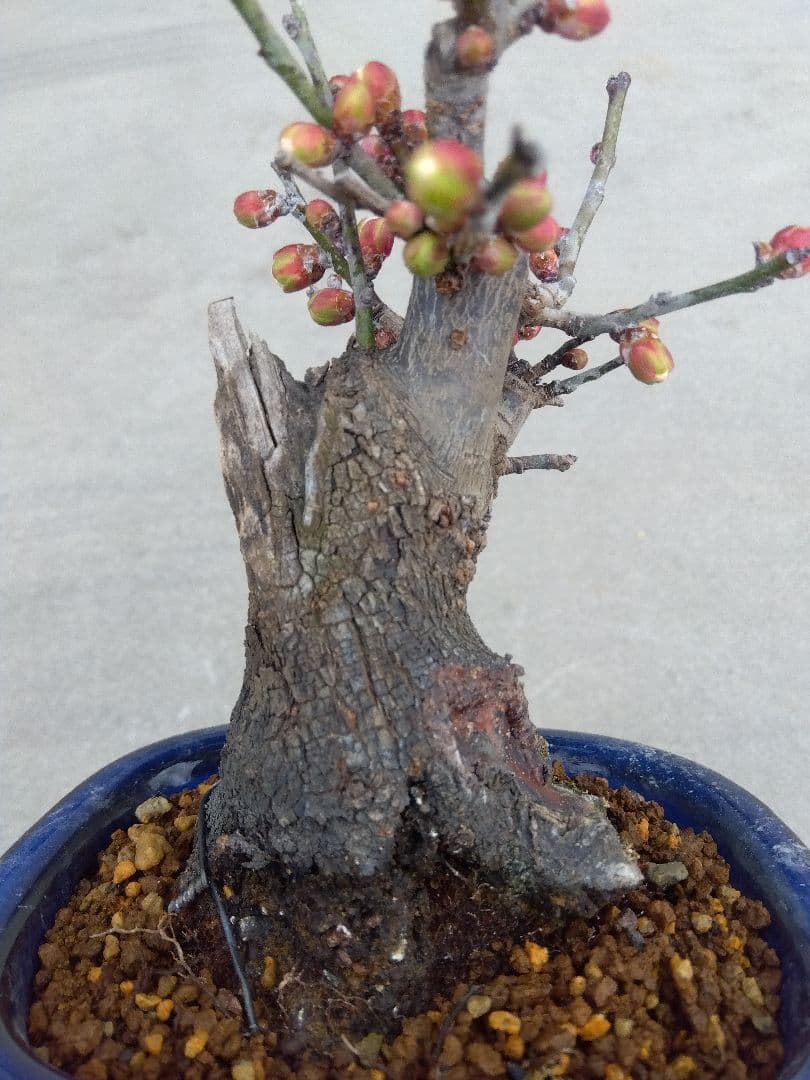 野梅　盆栽　4号陶器鉢つき　コンパクト造り込み個体❗　い
