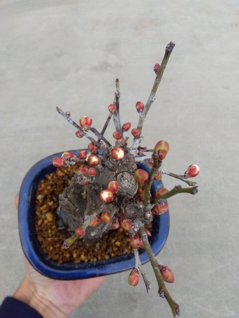 野梅　盆栽　4号陶器鉢つき　コンパクト造り込み個体❗　い