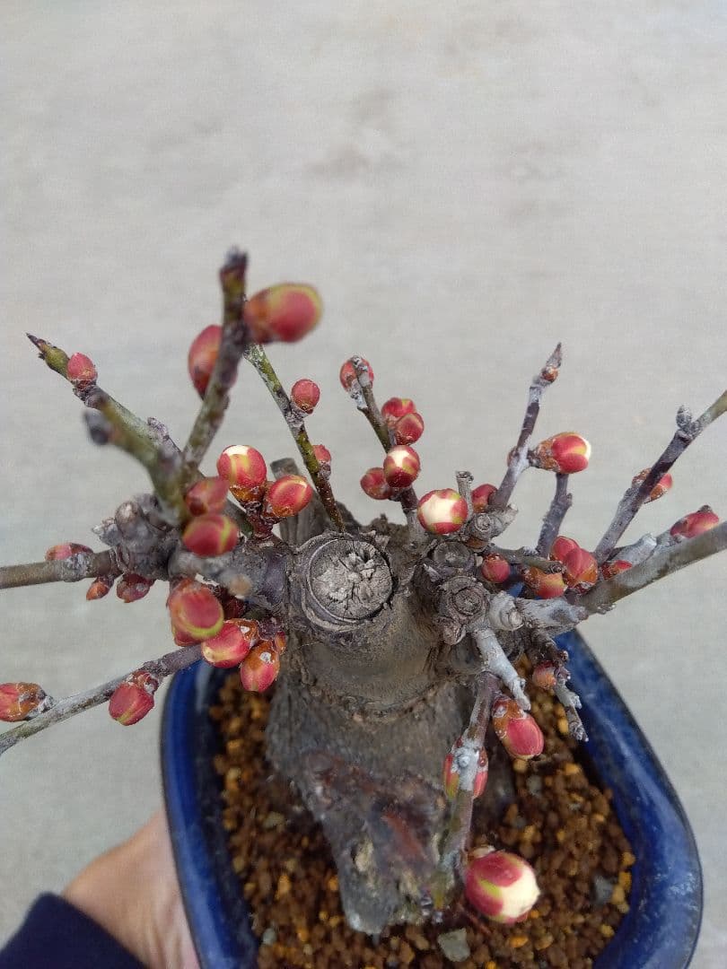 野梅　盆栽　4号陶器鉢つき　コンパクト造り込み個体❗　い