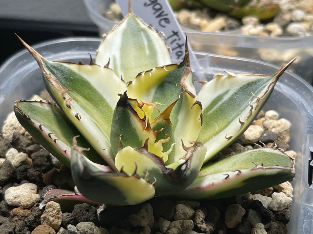 アガベチタノタ　スナグルトゥース　短葉