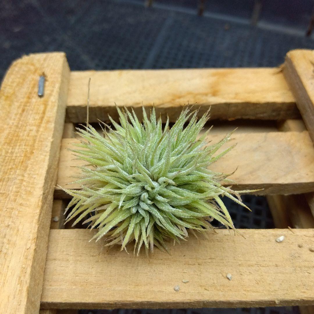 ブロメリア・エアープランツ Tillandsia ionantha 'monstrose'