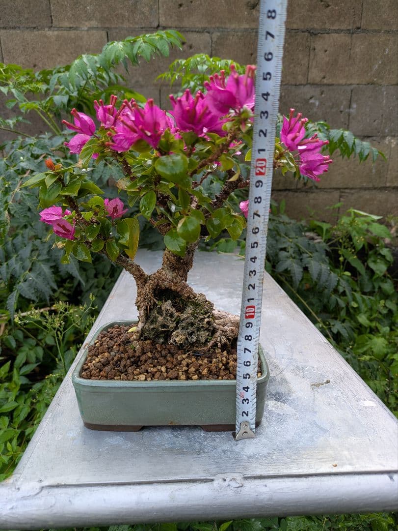ブーゲンビリア盆栽 ピンク 花　石付き