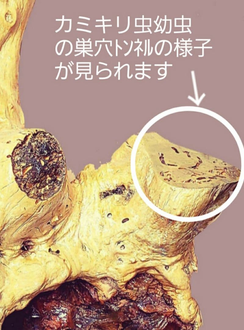 銘木(桑の根)