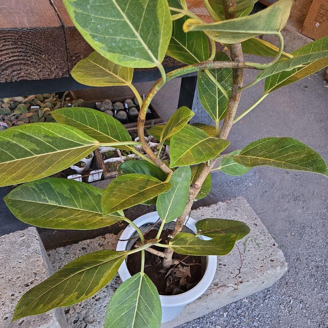 ②　フィカス　アルテシマ　曲がり仕立て8号　特大苗木最高等級極上品‼️