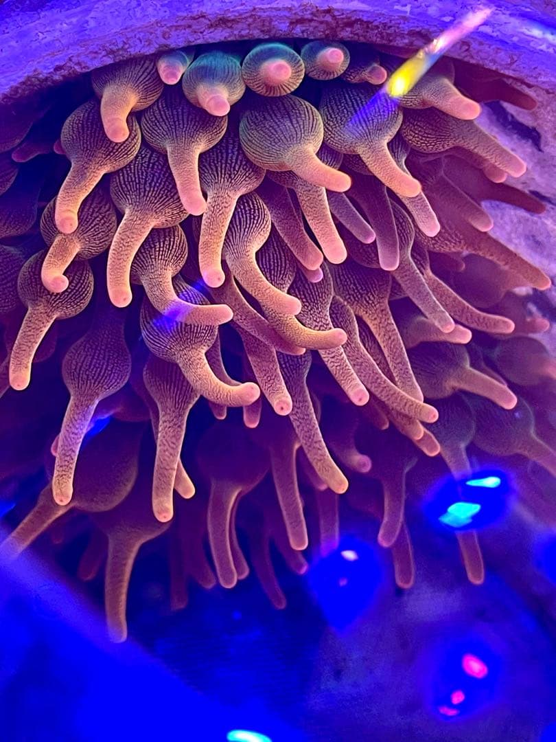 サンゴイソギンチャク (Bubble Rainbow)