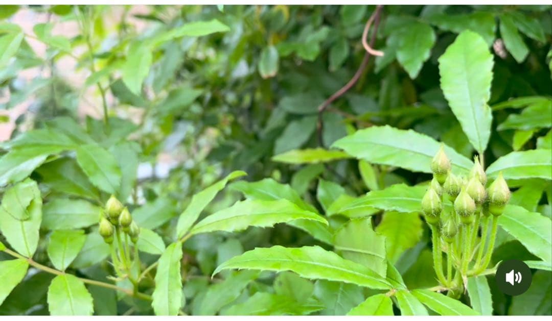 【ピューレッツァ】　苗　バラ