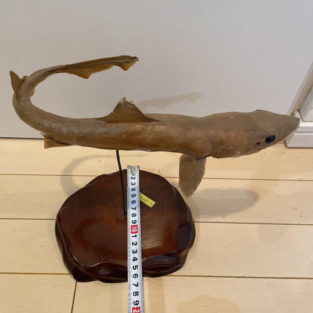 ★希少★ サメ(メジロザメ)の剥製