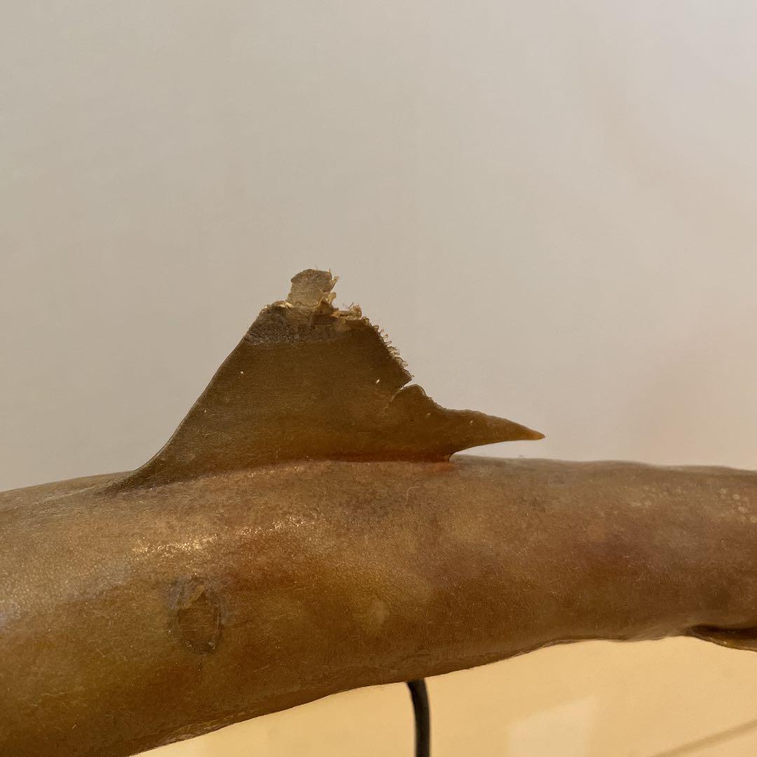 ★希少★ サメ(メジロザメ)の剥製