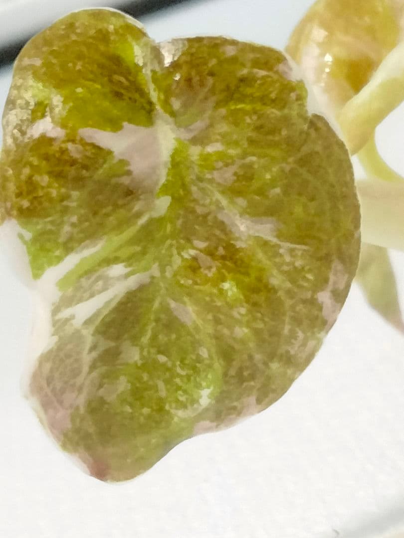 アロカシア クプレア ピンク斑入り Alocasia Cuprea Pink