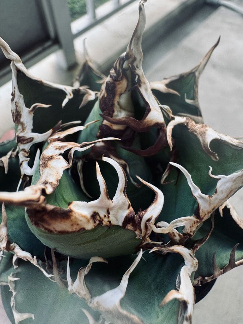 アガベ Hans実生01