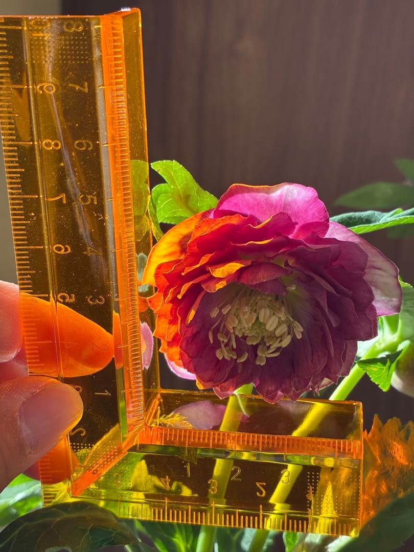 ♡広瀬園芸♡ 充実株　小顔多弁ピンクグラデーション　ソレイユ系