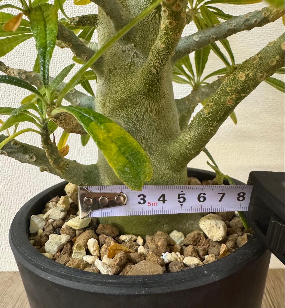 【大型】【良型】ドルステニアギガス 抜き苗発送