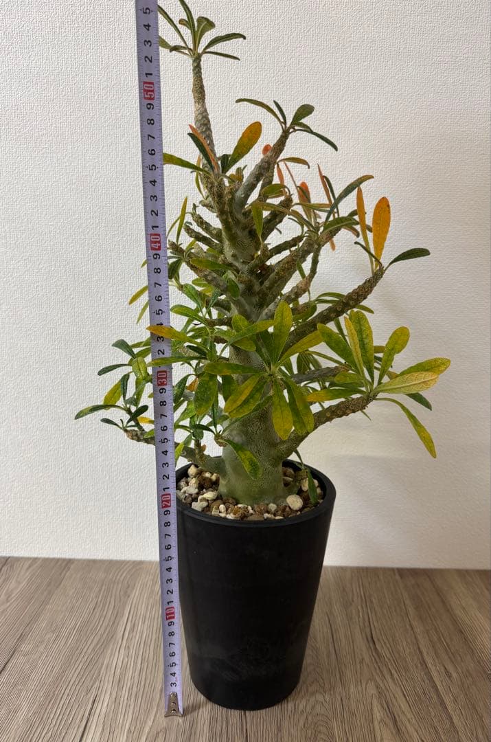 【大型】【良型】ドルステニアギガス 抜き苗発送