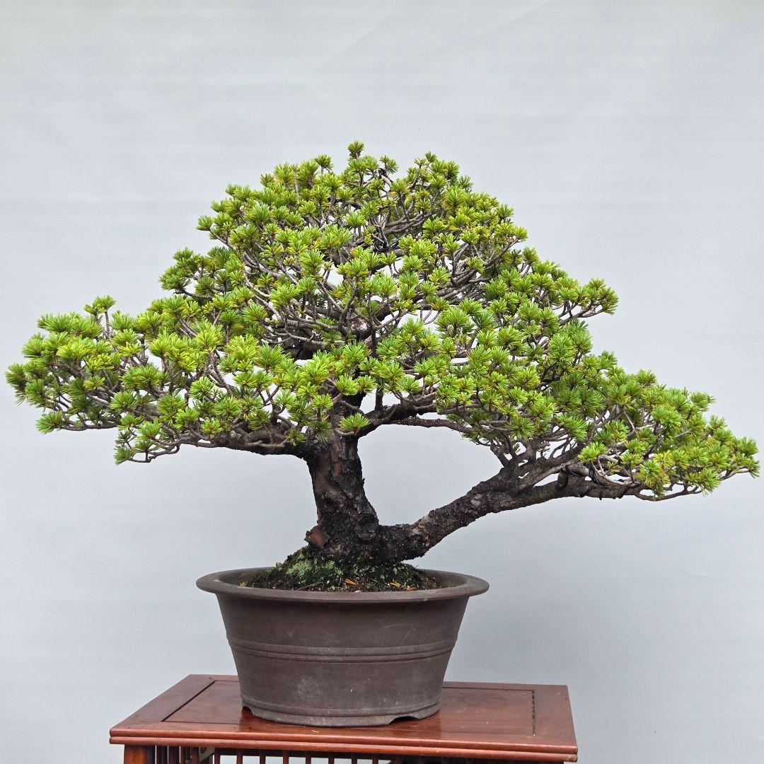 瑞祥　五葉松　(模様木)　大品盆栽