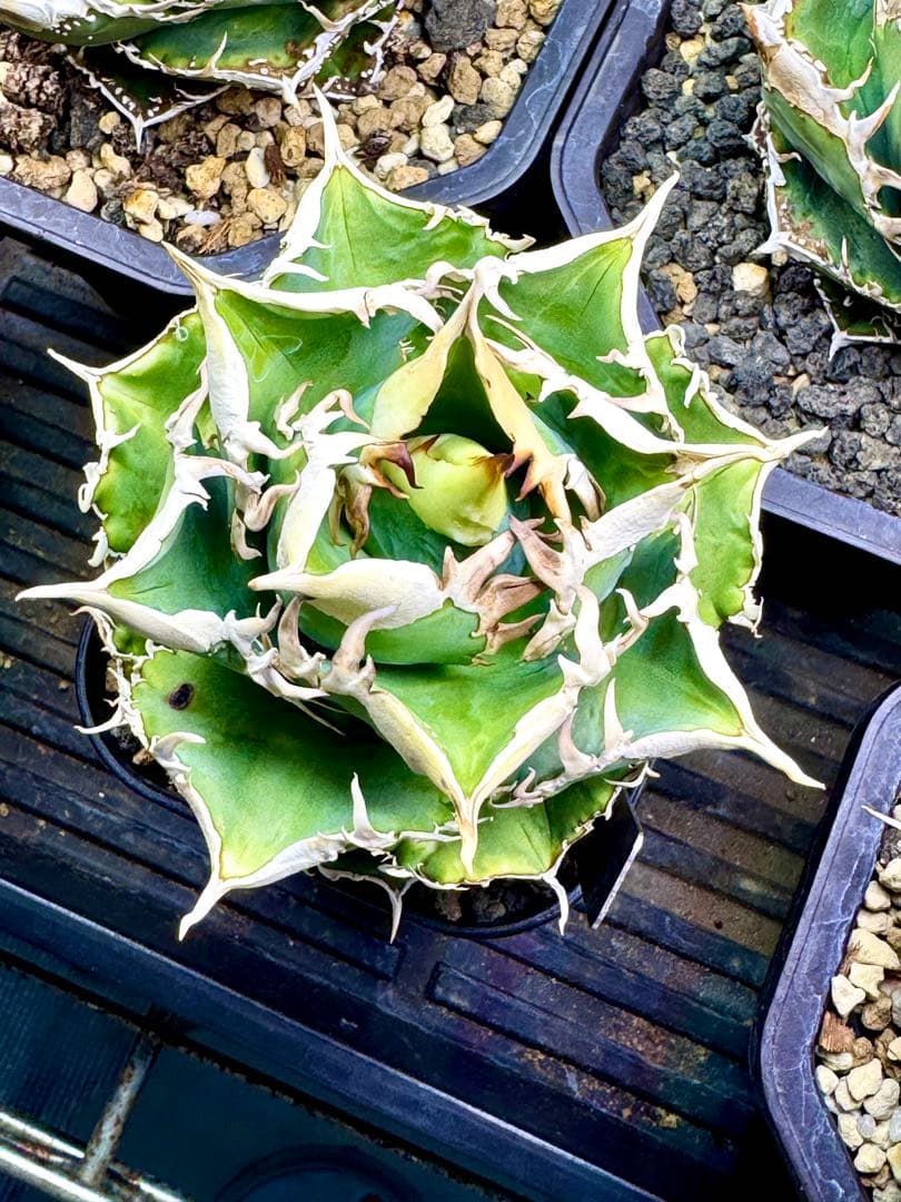 アガベ　CJ Special（ホオジロタイプ）