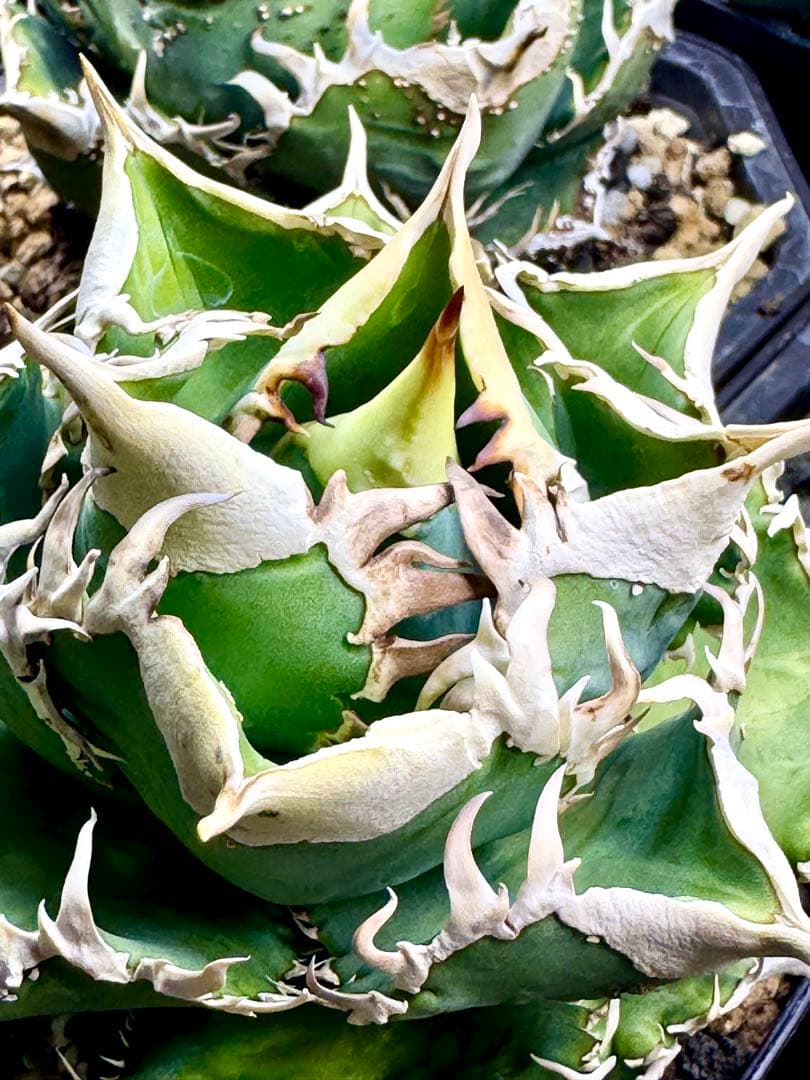 アガベ　CJ Special（ホオジロタイプ）