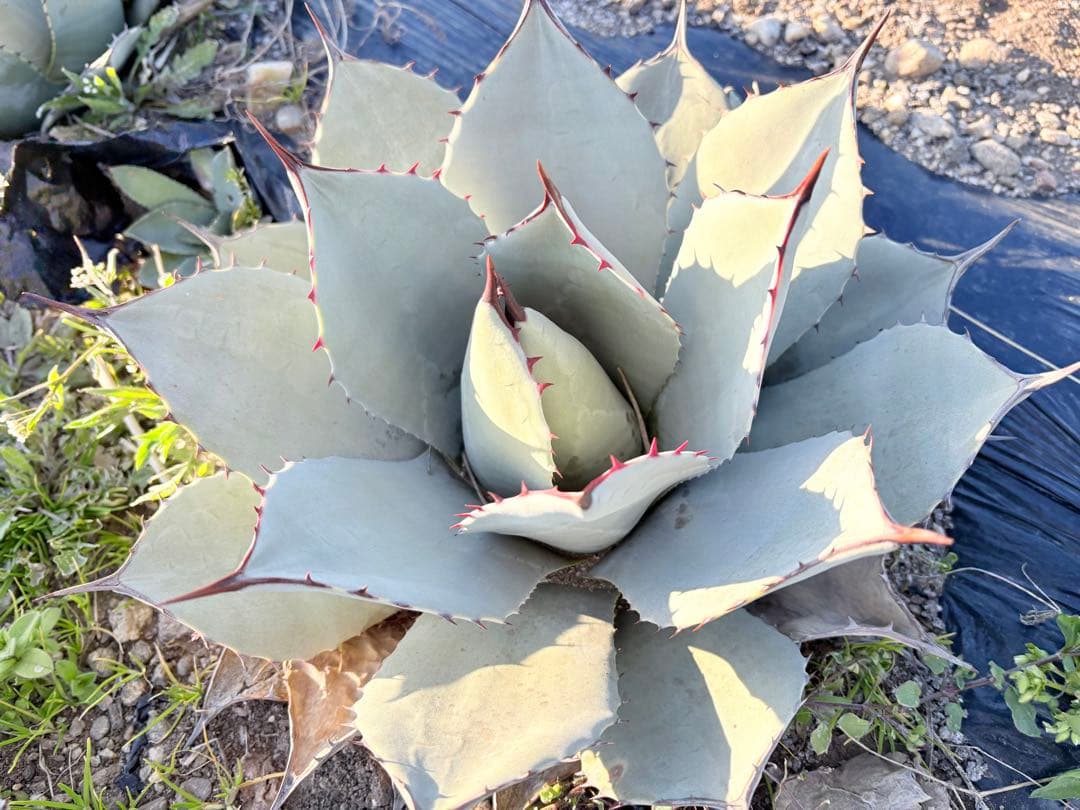 アガベ　吉祥天　1子株付き ②