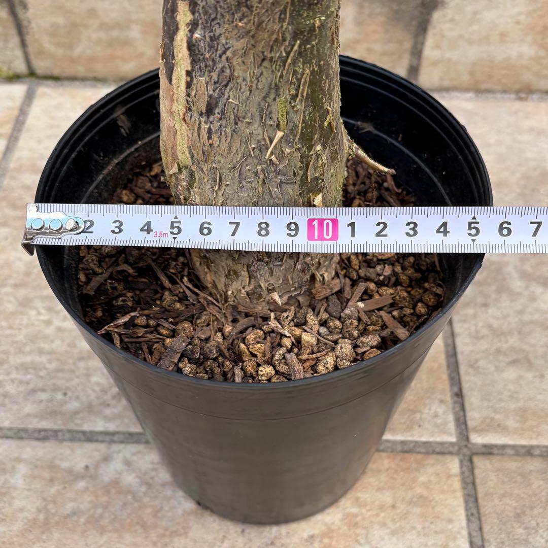 【大特価】パキラ　ミルキーウェイ　約5号鉢　No.003　鉢、送料込　メルカリ便