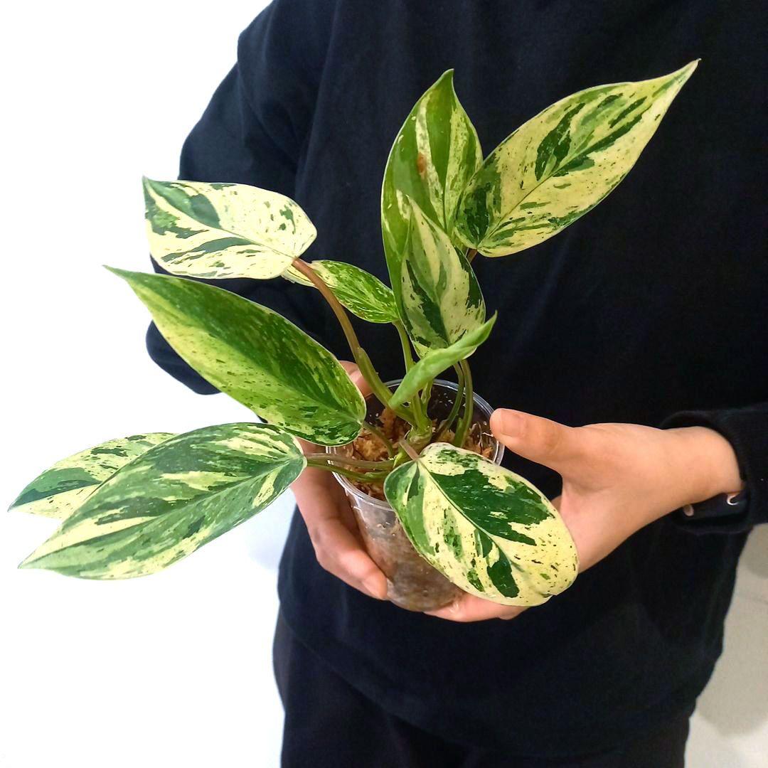 超希少 フィロデンドロン・エメラルドクイーン斑入
