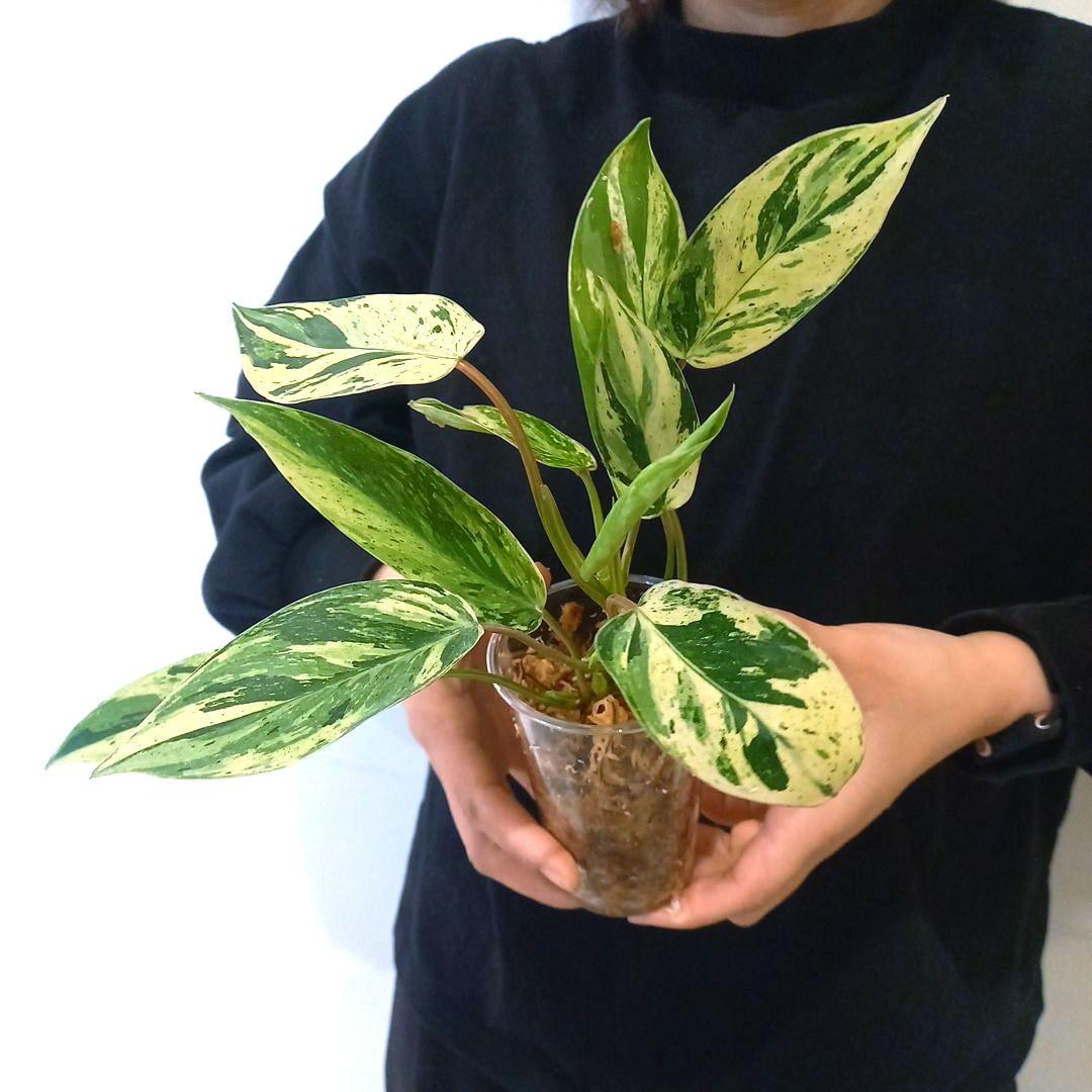 超希少 フィロデンドロン・エメラルドクイーン斑入