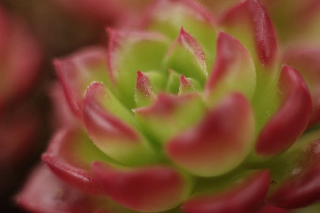 作例付き　ELICAR V-HQ MACRO 55mm F2.8 管mpr