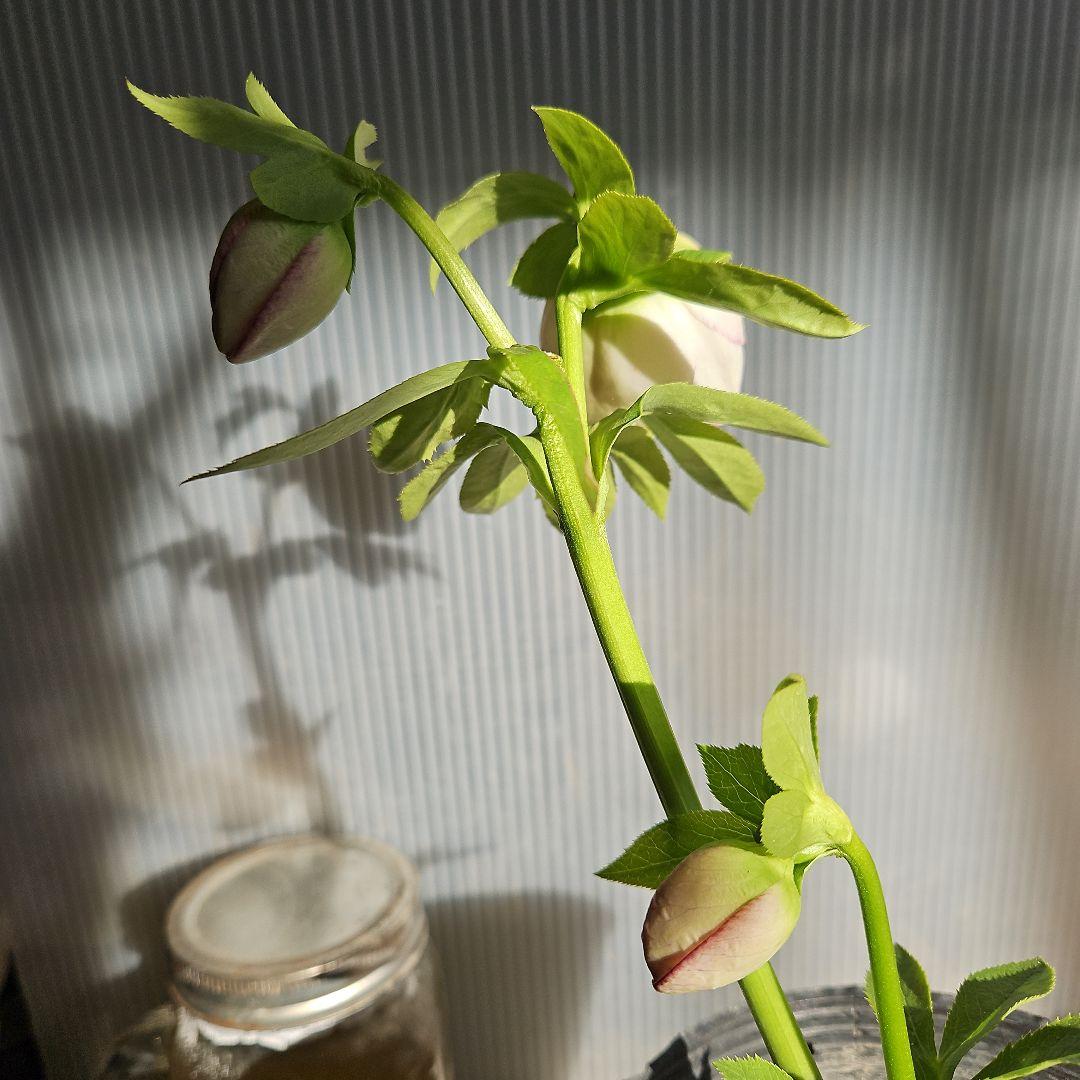 ㉖-337クリスマスローズ