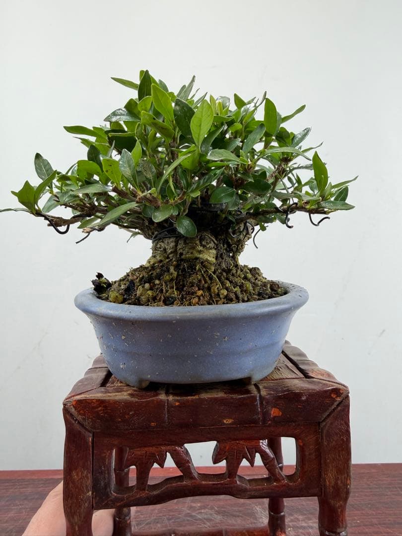 【ガチ盆栽】クチナシ　ミニサイズ　小品盆栽　太幹