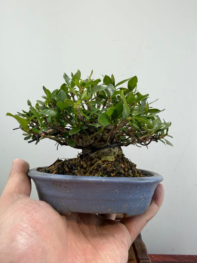 【ガチ盆栽】クチナシ　ミニサイズ　小品盆栽　太幹
