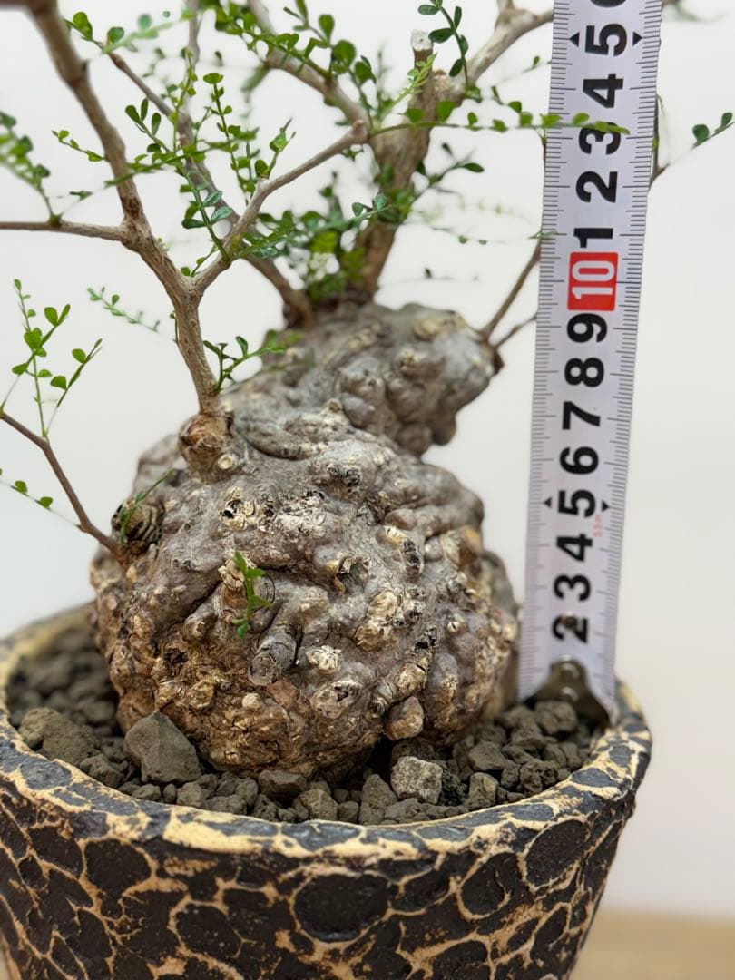 出品終了SALE。丸パキプス【発根済】【ボコ肌】【信楽焼】【作家鉢】