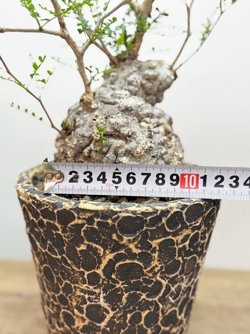 出品終了SALE。丸パキプス【発根済】【ボコ肌】【信楽焼】【作家鉢】