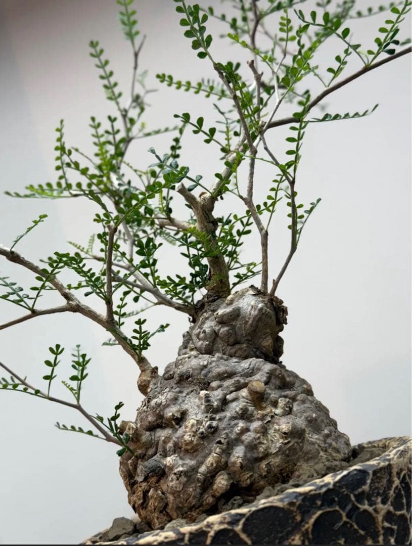 出品終了SALE。丸パキプス【発根済】【ボコ肌】【信楽焼】【作家鉢】