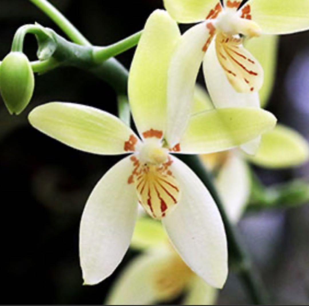 期間限定出品‼️［洋蘭原種］Phal. cochlearis