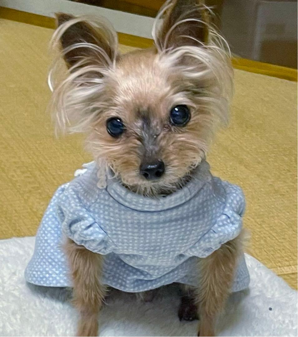 ハンドメイド犬服　パステルカラーのパフスリーブワンピ　色違い３色　接結ニット