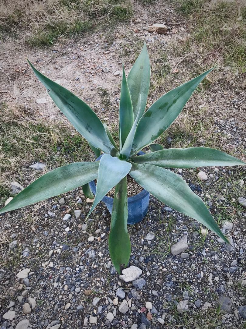 アガベ アテナータ ボーチンブルー　　大株
