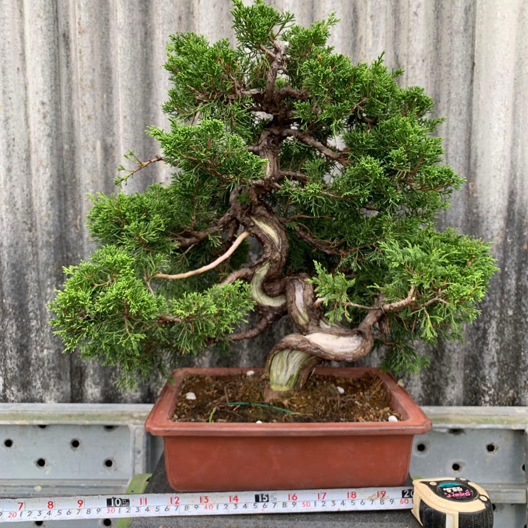 糸魚川真柏　模様木　SSA3