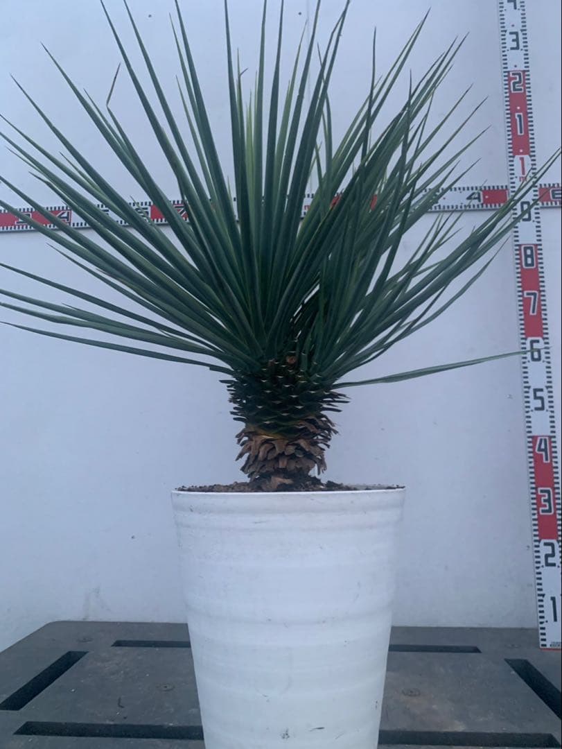 ユッカ　リギダ　分頭　　白鉢