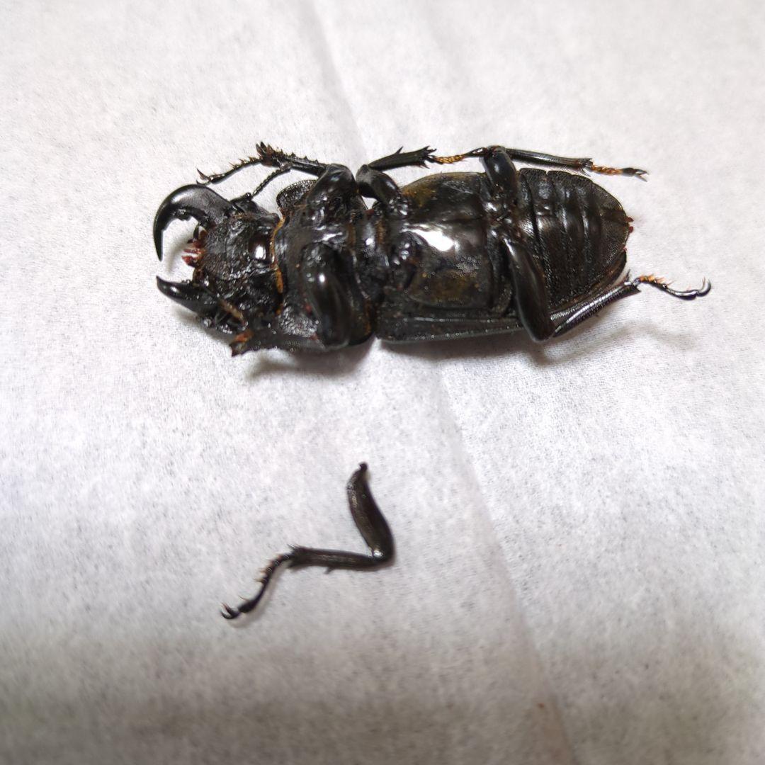 オオクワガタ能勢三草山産 推定ｆ11雄雌モザイク