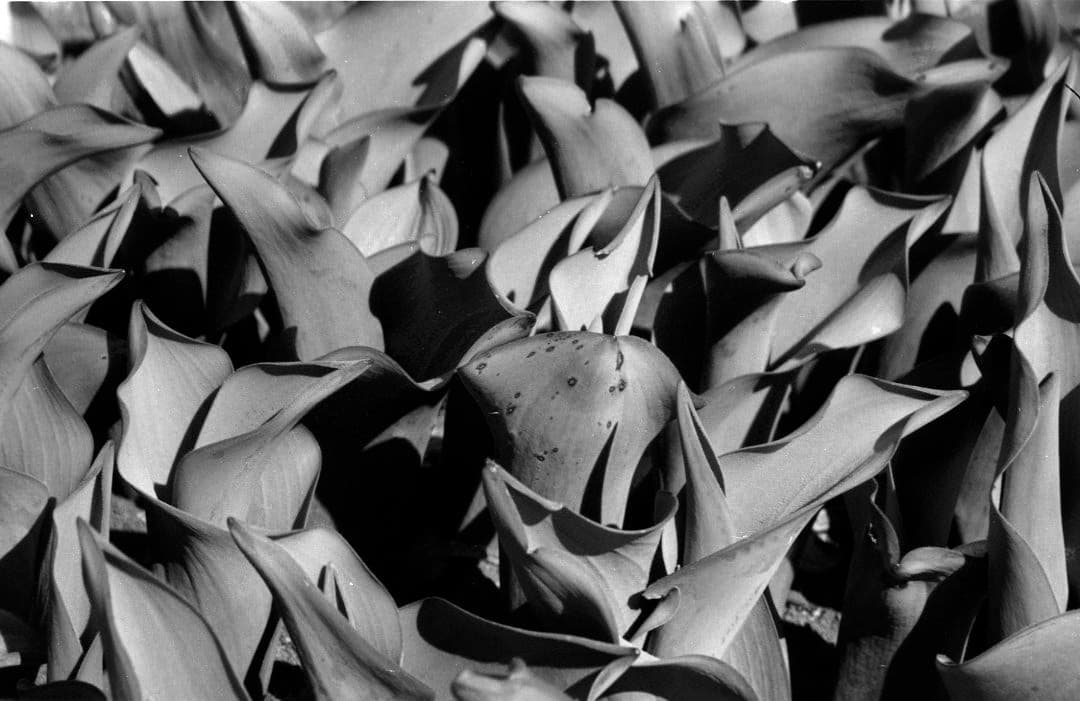 切れ者です、オリンパスのブリッジカメラ「IZM300」