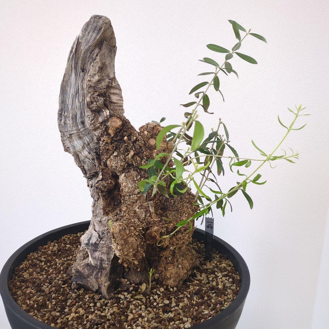オリーブ 古木 old olive　盆栽
