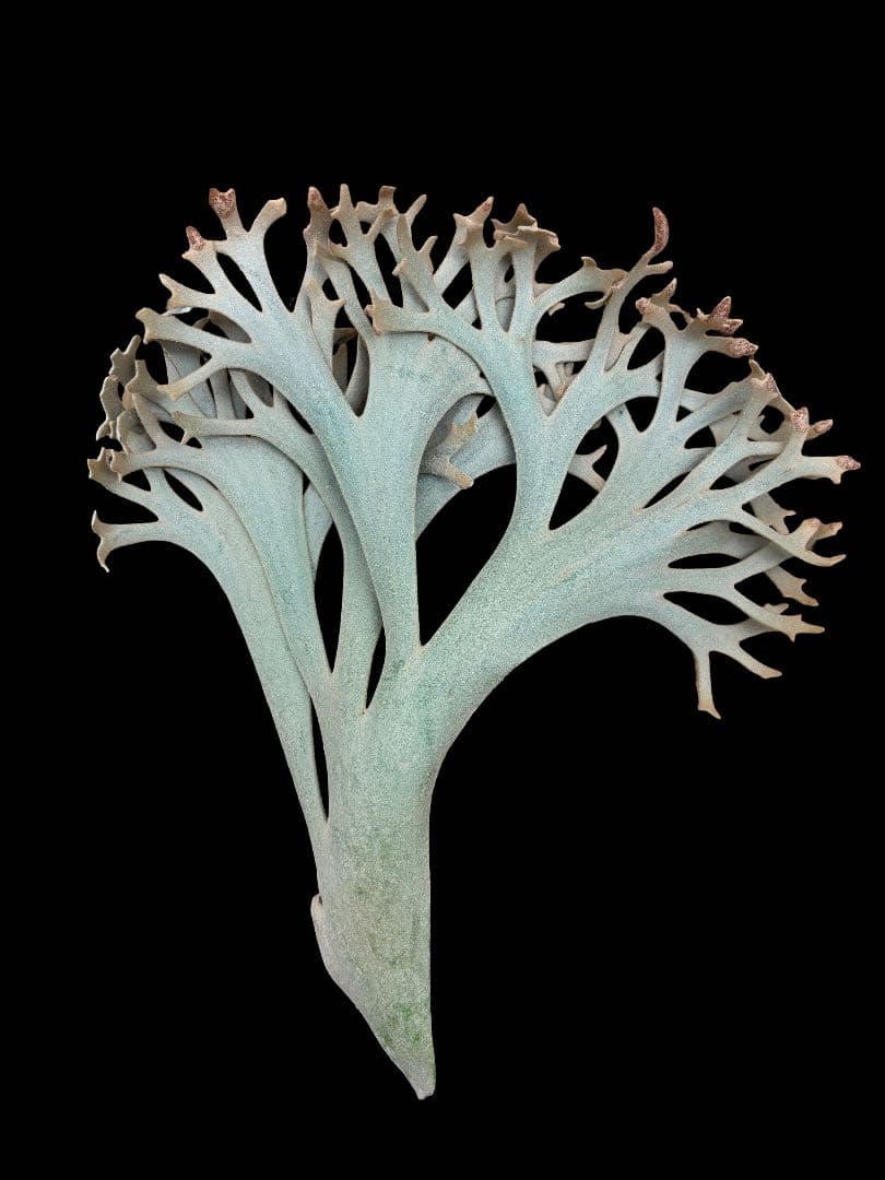 m*a様 P. willinckii Yellowmoon dwarf