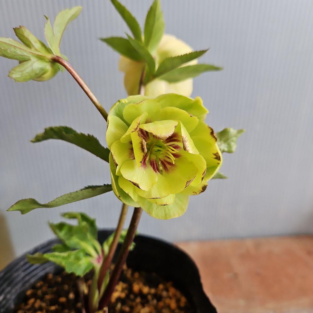 ★チャッピ様ご購入苗㉖-195㉖-294クリスマスローズ