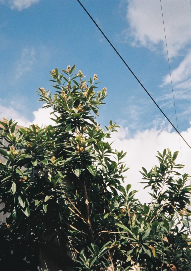 動作品・サンプルあり Canon Autoboy TELE6 フィルムカメラ